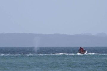 Boats escort freed whale away from shallow waters off German coast