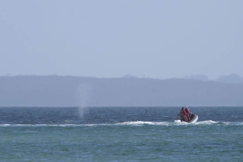 Boats escort freed whale away from shallow waters off German coast