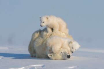 ‘The New Big 5’: Wildlife photography book turns the lens on animals at risk