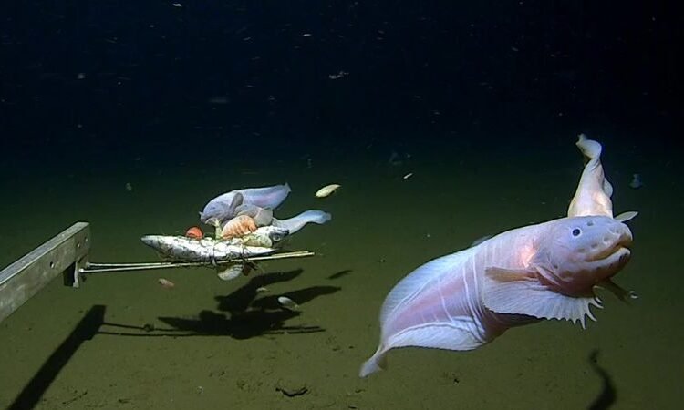 Scientists film deepest ever fish on seabed off Japan