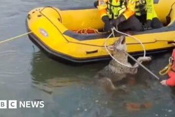 Moment wolf rescued from canal in northern Italy