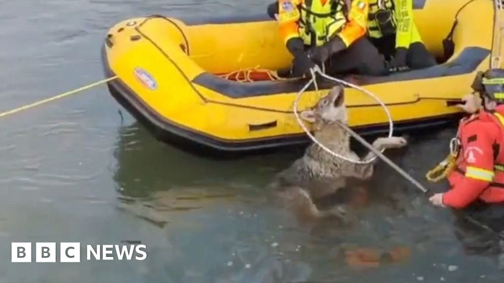 Moment wolf rescued from canal in northern Italy