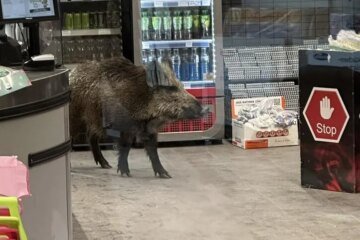 Wild boar roams into Berlin mall, prompting police response with blowgun, riot shields