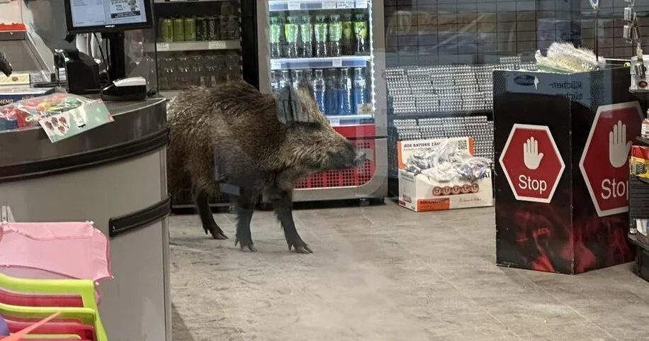 Wild boar roams into Berlin mall, prompting police response with blowgun, riot shields