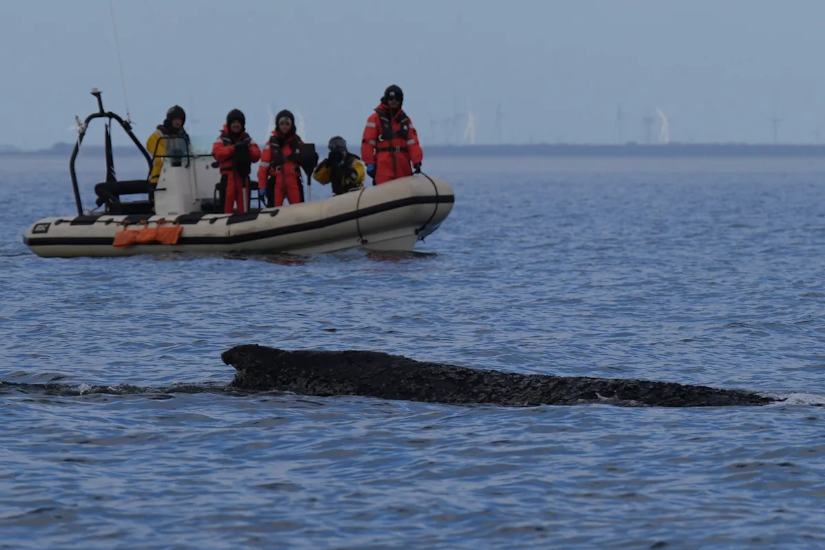 Humpback whale freed by rescuers in Baltic Sea has become stranded again