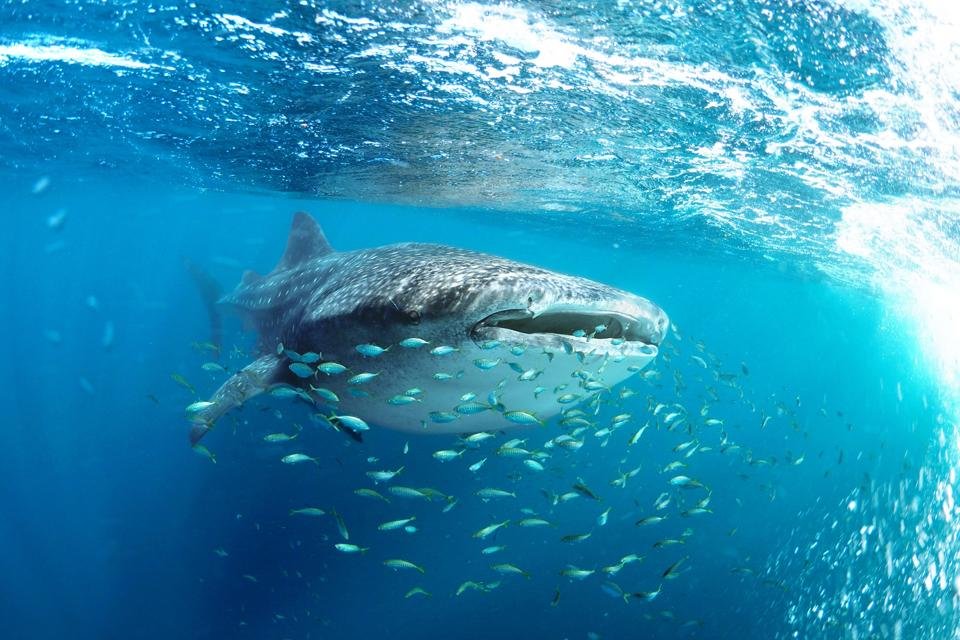 What Middle East Conflict Could Mean For The World’s Largest Whale Shark Gathering