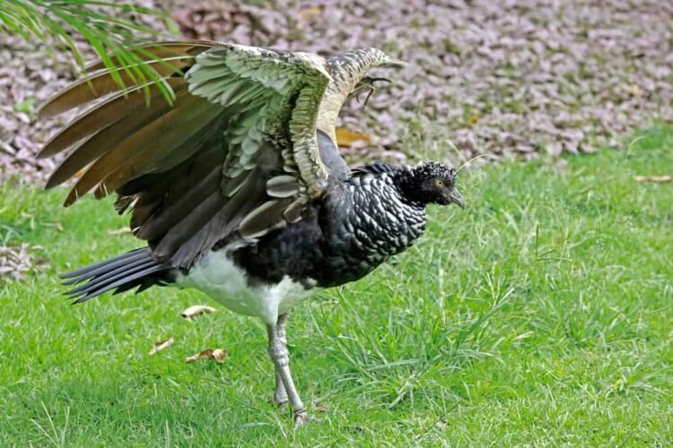 The Birds with Built-in Weapons in Their Wings