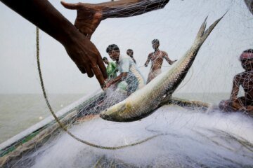 Can fish hook voters in India’s West Bengal elections? | Elections News