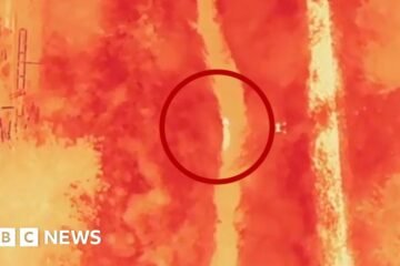 Moment wolf on the run in South Korea is found