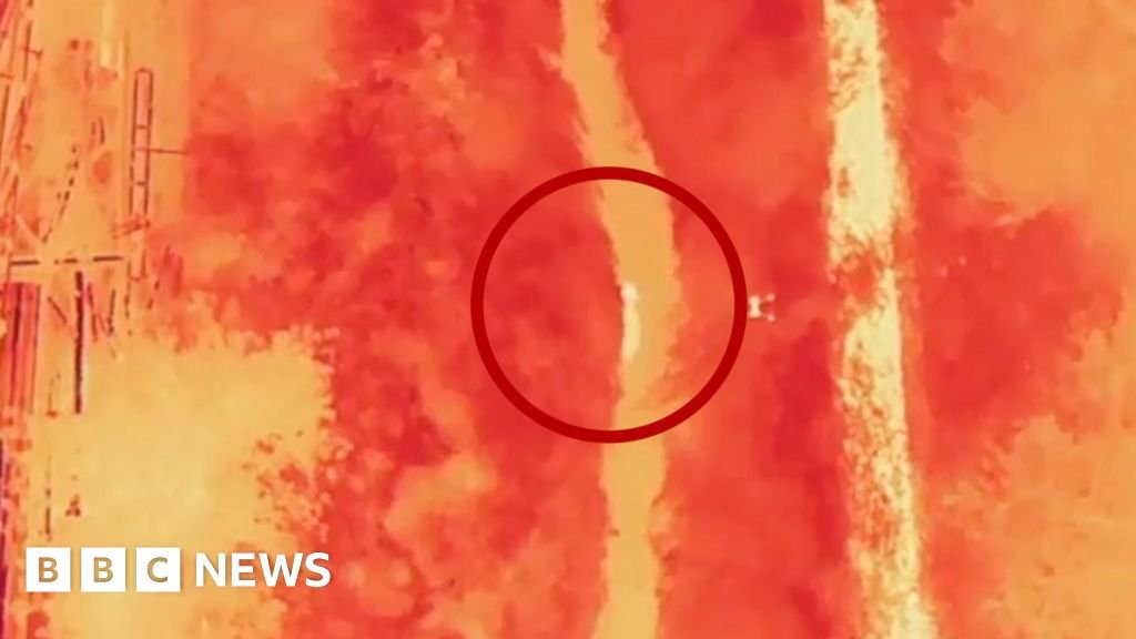 Moment wolf on the run in South Korea is found