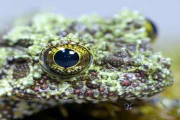 Mossy frog, the master of camouflage in Vietnam forests