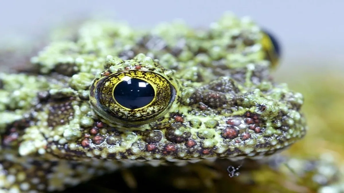 Mossy frog, the master of camouflage in Vietnam forests