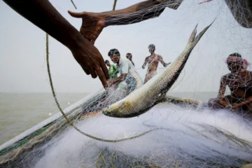 Can fish hook voters in India’s West Bengal elections?