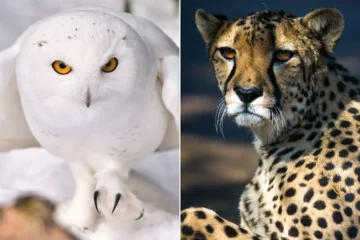 Cheetah, Hammerhead Shark, and 38 Other Animals in Danger of Extinction Receive New International Protections from U.N.