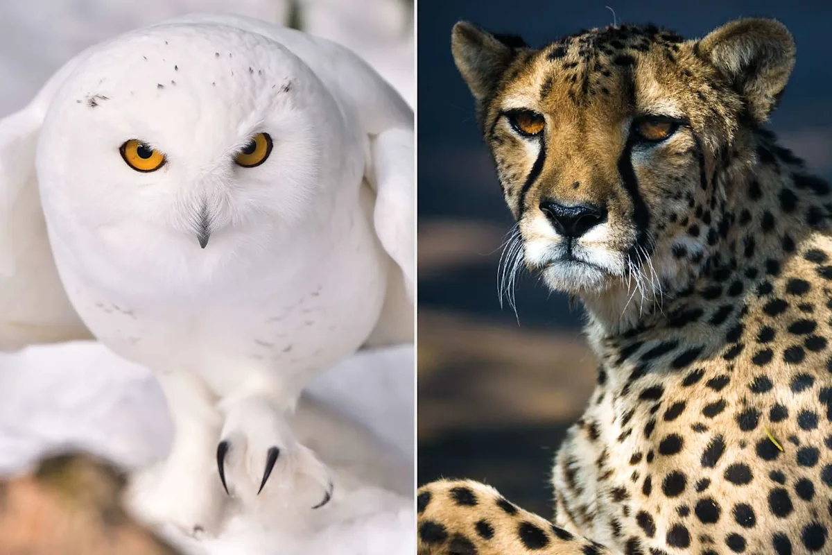 Cheetah, Hammerhead Shark, and 38 Other Animals in Danger of Extinction Receive New International Protections from U.N.