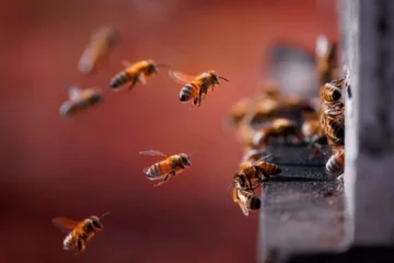 Why Bees Are Emerging Earlier Than Ever and What It Means for Your Garden