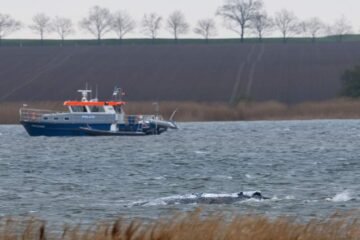 Humpback whale stranded off Germany’s Baltic coast starts swimming