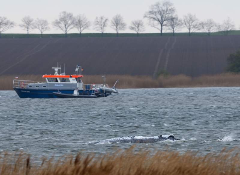 Humpback whale stranded off Germany’s Baltic coast starts swimming