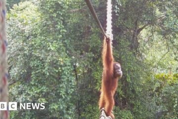 How one orangutan braved new bridge to unite his split community