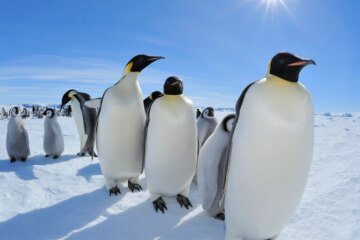 Emperor penguins listed as endangered species by worldwide tracking organization