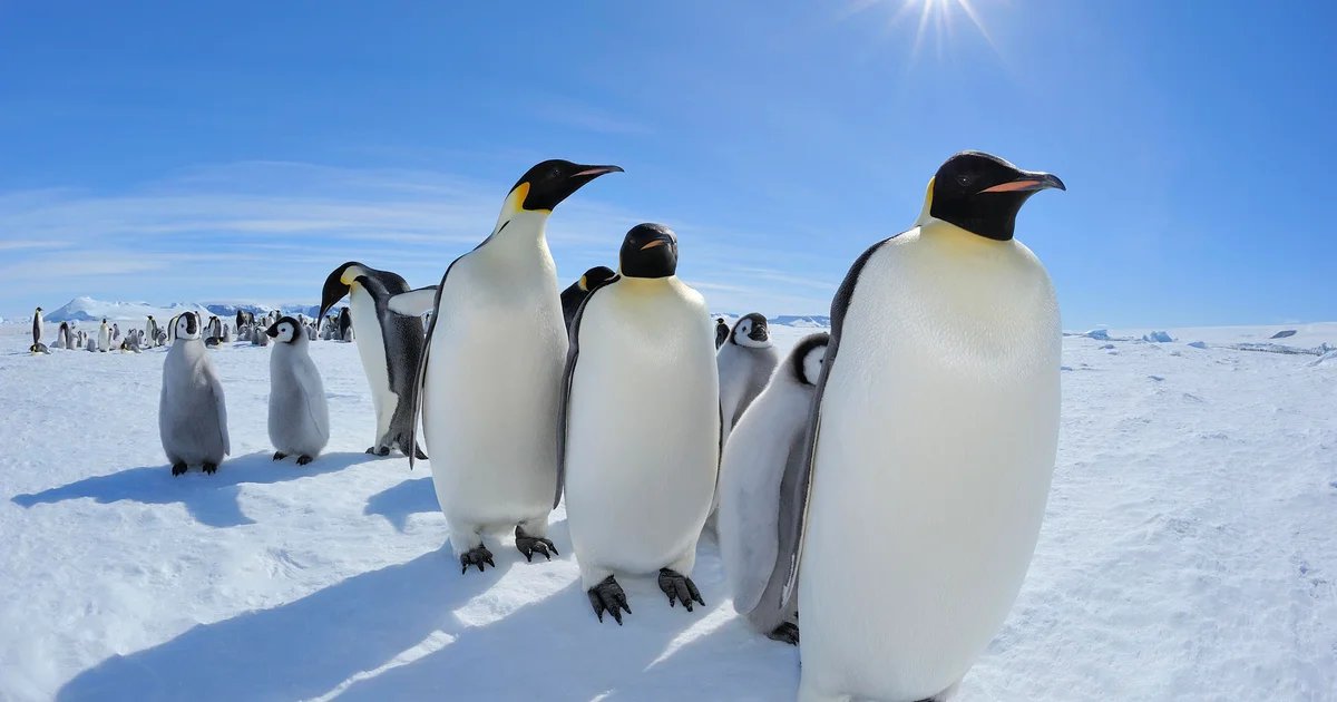 Emperor penguins listed as endangered species by worldwide tracking organization