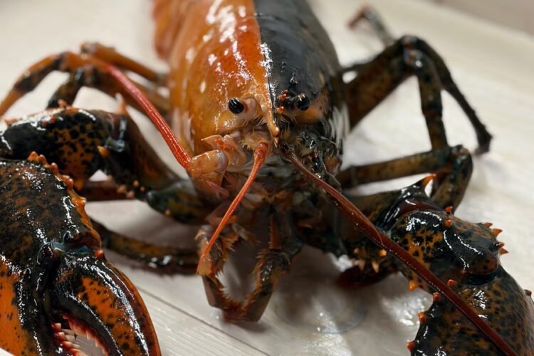 Rare two-colored lobster caught by fishermen off Cape Cod donated to aquarium