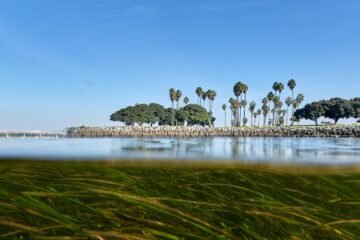 Climate change is outpacing evolution. Scientists are using DNA to catch up