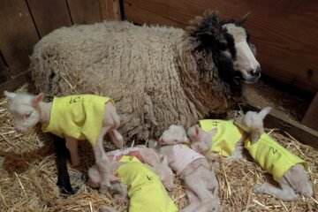 Farmers in Vermont expected a sheep to have twins. She had rare sextuplets