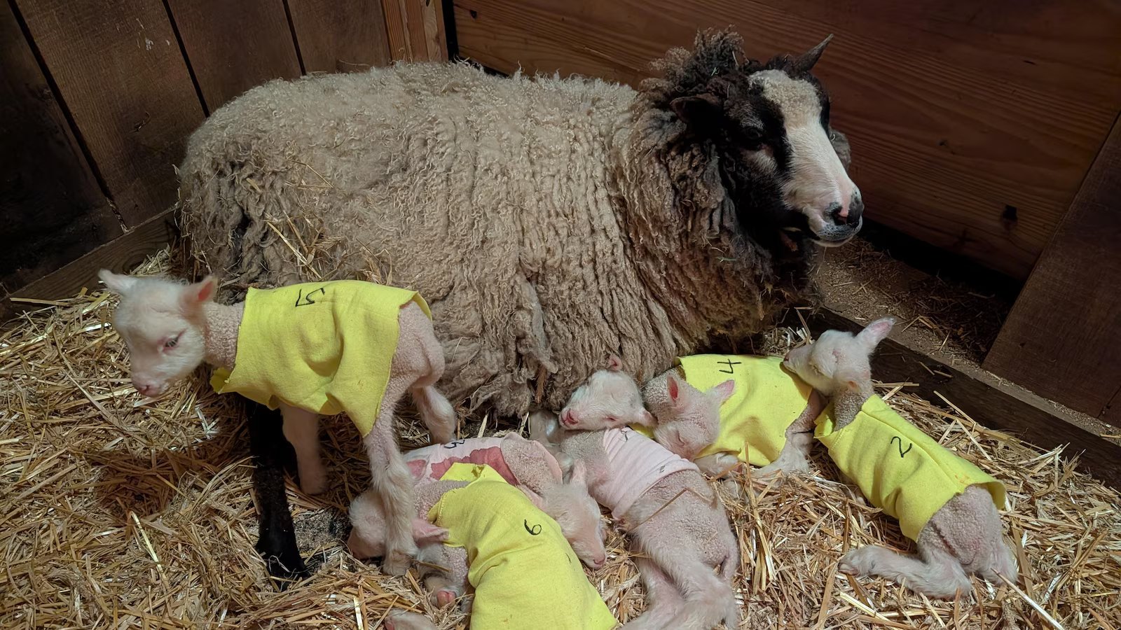 Farmers in Vermont expected a sheep to have twins. She had rare sextuplets