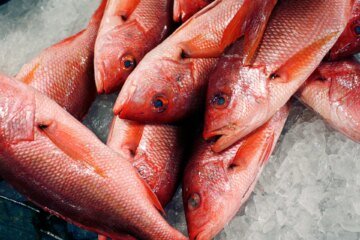 Trump expands red snapper fishing as critics warn of overfishing | Donald Trump News