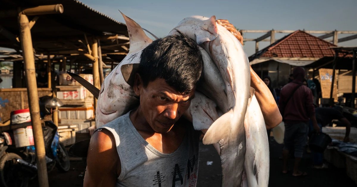 Southeast Asia’s overfishing crisis — and the effort to uncover its roots