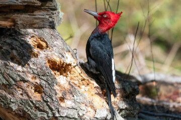 Birders push back on hantavirus fears tied to Argentine city
