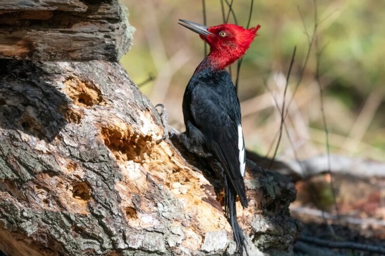 Birders push back on hantavirus fears tied to Argentine city