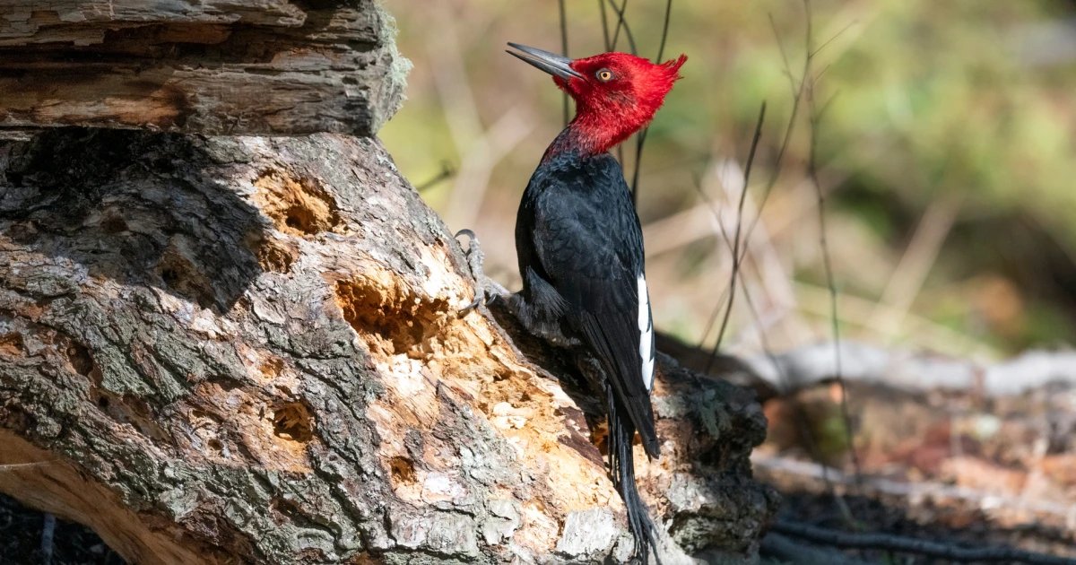 Birders push back on hantavirus fears tied to Argentine city