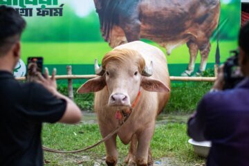 Buffalo named ‘Donald Trump’ is spared Eid sacrifice after viral fame in Bangladesh