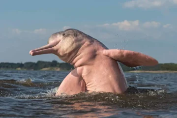 South American Animals That Look Almost Fake