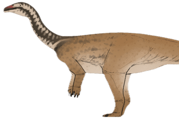 New dinosaur species found in China bridges key gap in evolution of colossal plant-eaters