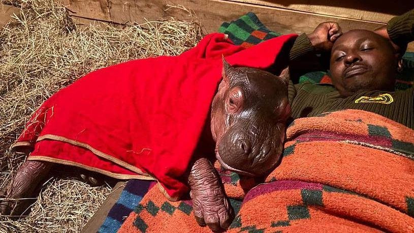 Orphaned baby hippo to be hand-reared by keepers at Kenya sanctuary
