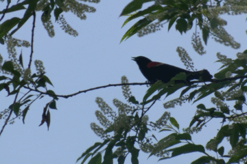 As birds migrate through Erie, experts ask residents to minimize artificial light