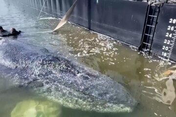Humpback whale released in spectacular rescue effort, found dead off Denmark