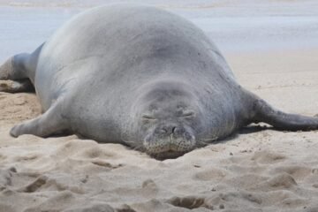 Lawyer says tourist accused of hurling rock at Hawaiian monk seal has been threatened