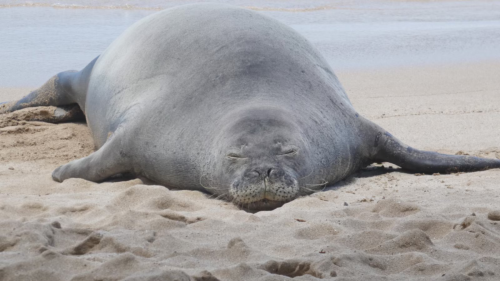 Lawyer says tourist accused of hurling rock at Hawaiian monk seal has been threatened