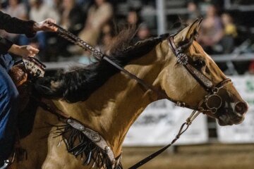 Teen horse competitor accused of hurting animals during Las Vegas event