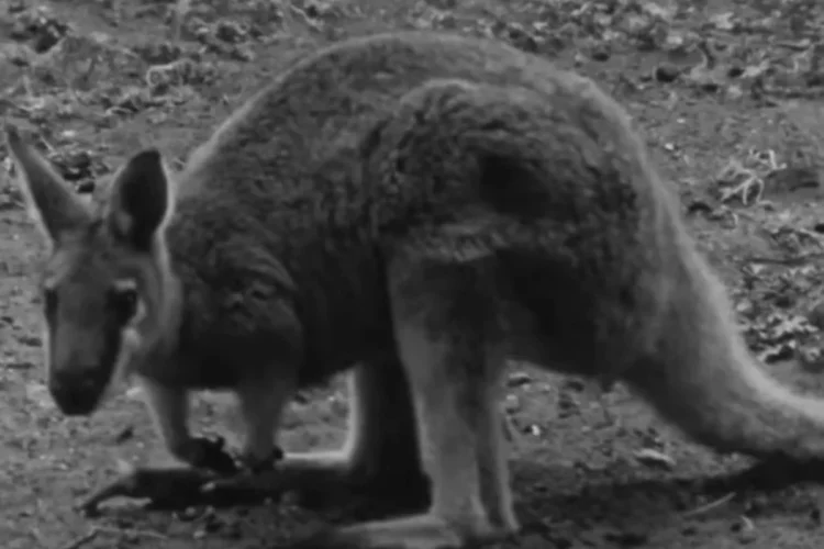 The Wallaby Admired by the Very Hunters Who Wiped It Out