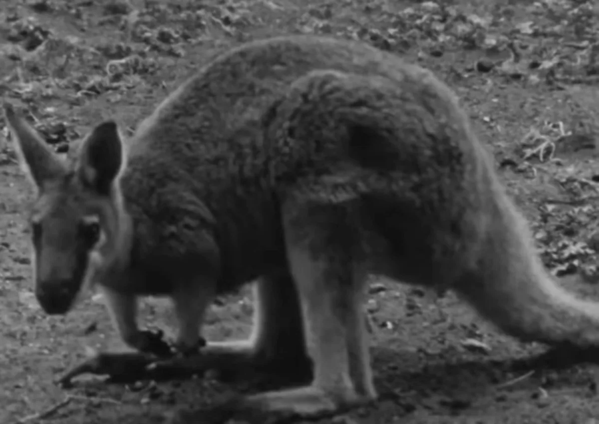 The Wallaby Admired by the Very Hunters Who Wiped It Out